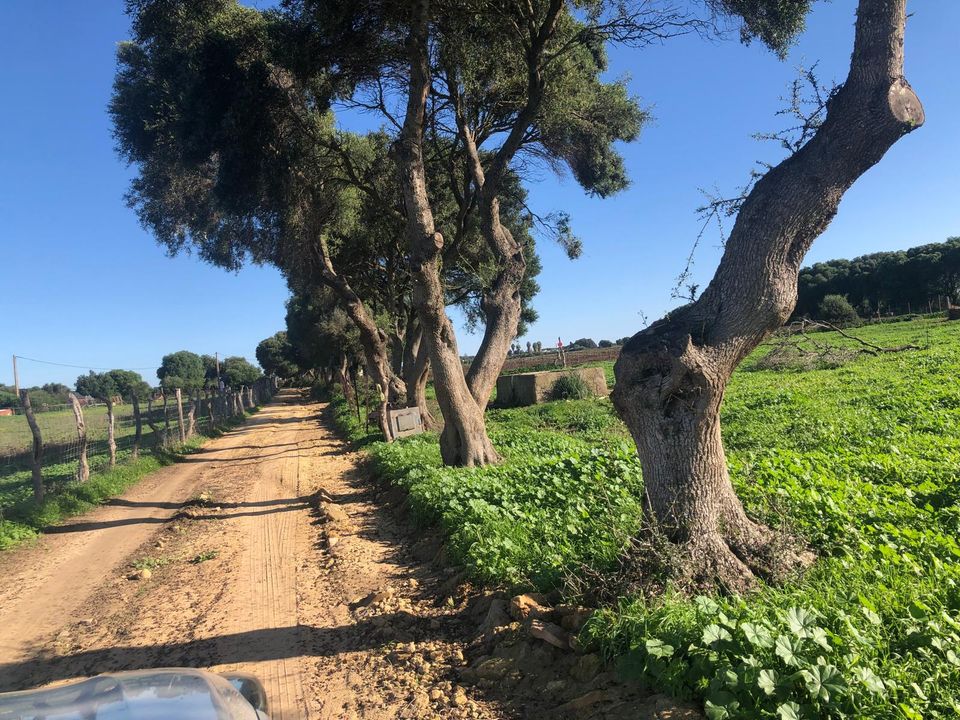 Terra a Barbate, Cadiz - foto 5